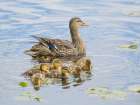 Washington State, Juanita Bay. Female mother mallard duck with young ducklings in water swimming Art Print